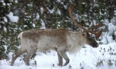 Naskapi caribou hunters cause uproar after taking dozens of caribou in Eeyou Istchee
