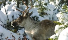 Caribou herd avoids zoo, Cree focus now on own dwindling numbers