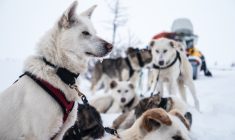 The Home Run: mushing through history and tough weather